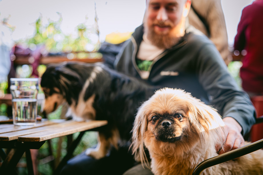 Domagoj Čavlek / Matej Grgić